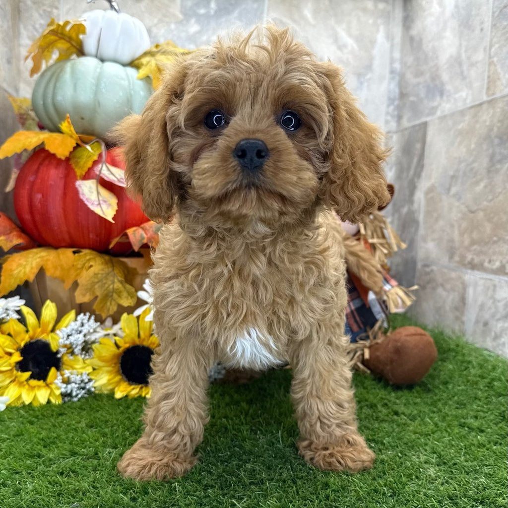 Cavapoo (Princess)