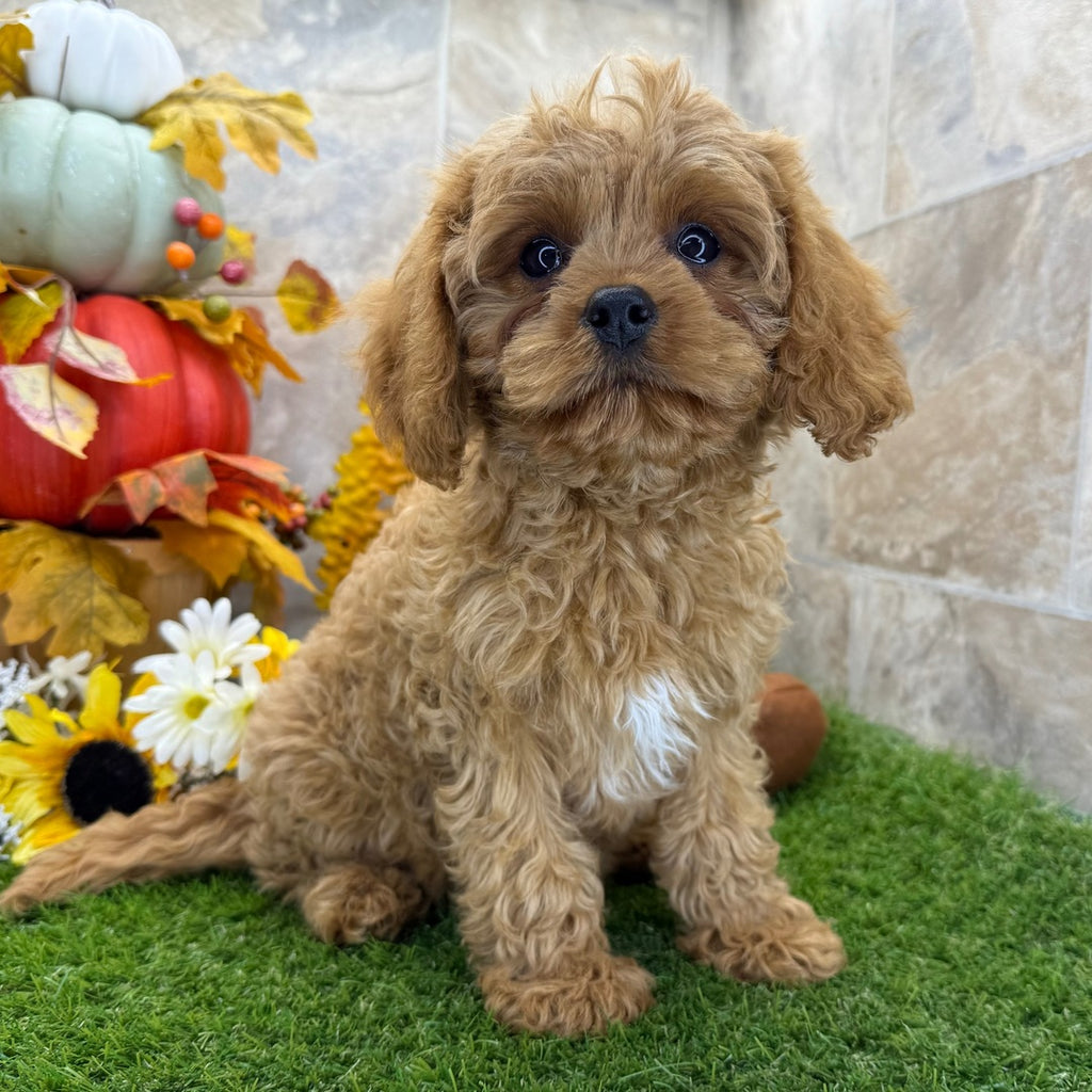 Cavapoo (Princess)