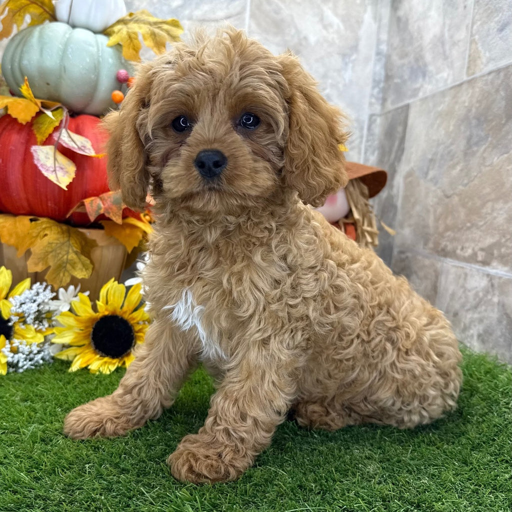 Cavapoo (Princess)
